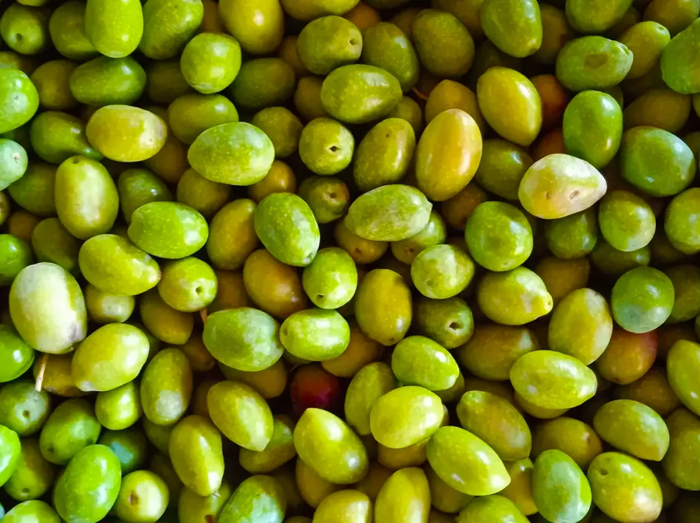 Bademler Yeşil Ham Zeytin İri Boy (Domat Cinsi)
